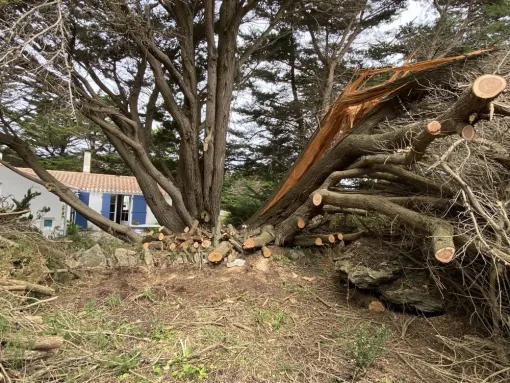 Elagage à L'ile d'Yeu, Châtellerault, Arborea