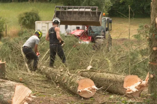 Abattage de Cyprès de Leyland, Châtellerault, Arborea