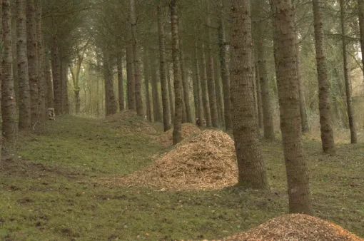 Entretien d'une Cédraie à Gencay, Châtellerault, Arborea