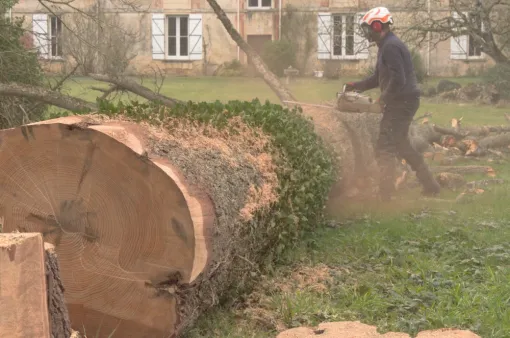 Abattage d'un grand cèdre mort sur pied, Châtellerault, Arborea