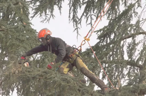 Démontage d'un cèdre fragilisé à Châtellerault, Châtellerault, Arborea