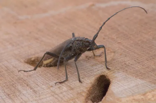 Le grand Capricorne du chêne, Châtellerault, Arborea