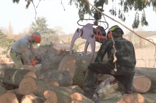 Abattage d'un cèdre fragilisé à Châtellerault, Châtellerault, Arborea