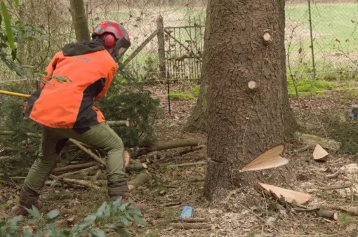 Abattage traditionnel d'un épicéa mort sur la commune de Civaux, Châtellerault, Arborea