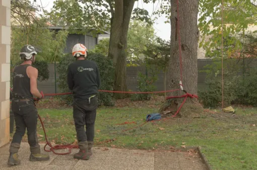 Démontage avec rétention d'un cèdre dépérissant à Poitiers 86000, Châtellerault, Arborea