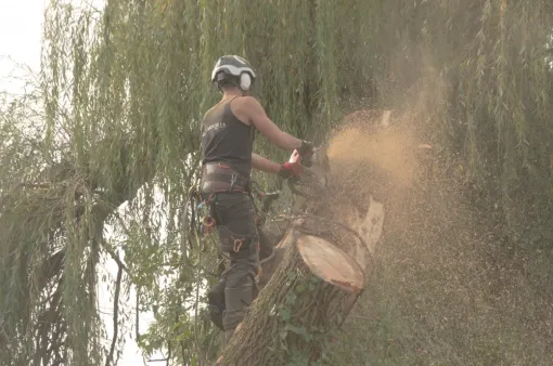 Démontage délicat d'un saule pleureur sur la commune de Vouneuil sur Vienne, Châtellerault, Arborea