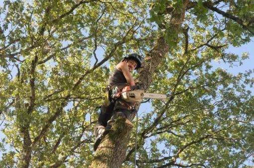 Abattage de chênes à Saint Julien L'ars, Châtellerault, Arborea