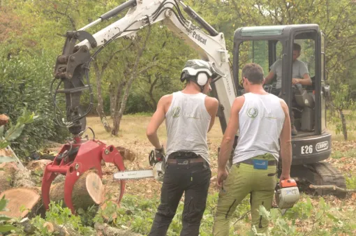 Abattage par démontage d'un chêne dépérissant, Châtellerault, Arborea