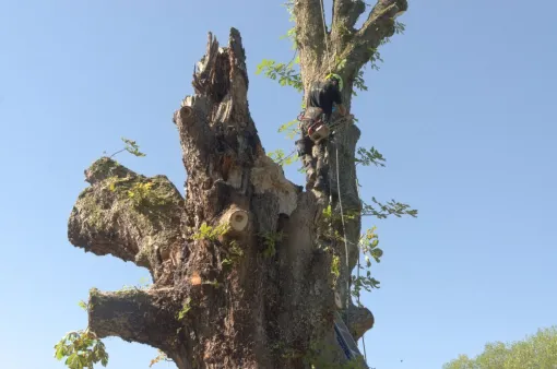 Démontage d'un très gros marronnier, Châtellerault, Arborea