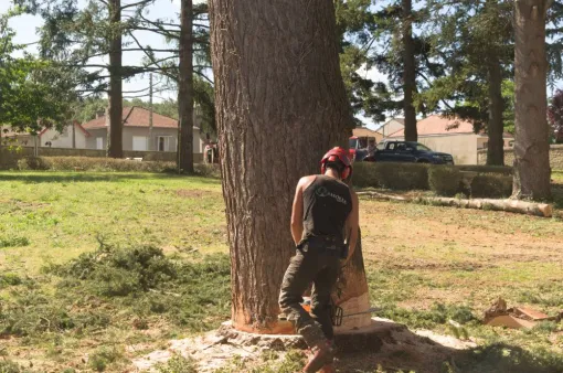 Abattage d'un douglas très menaçant, Châtellerault, Arborea