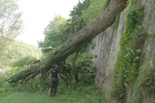 Intervention d'urgence élagage à Valdivienne, Châtellerault, Arborea