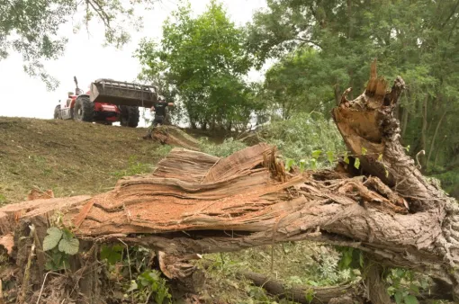Enlèvement d'un saule blanc tombé dans la vienne, Châtellerault, Arborea