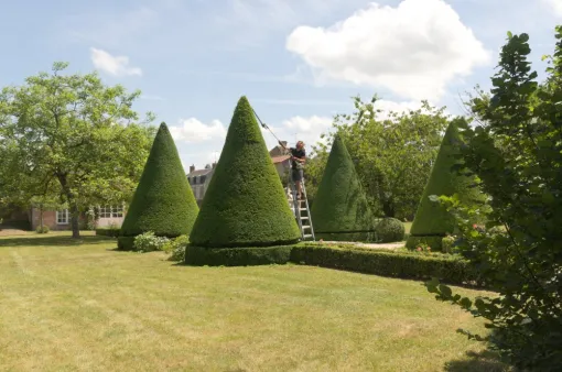 Taille en topiaire, Châtellerault, Arborea