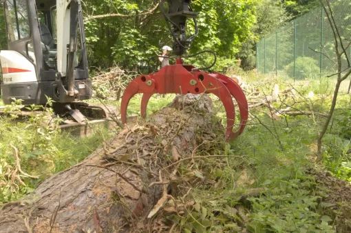 Evacuation d'un Pin Noir d'Autriche à Montmorillon, Châtellerault, Arborea