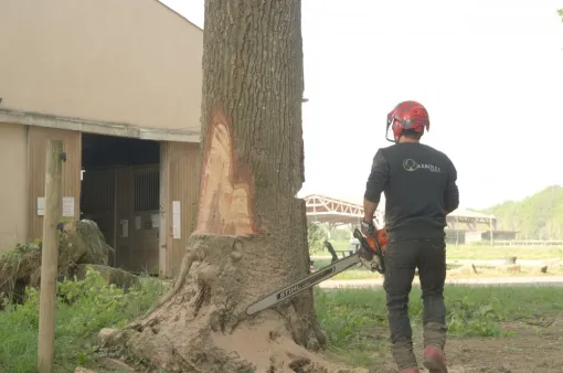 Abattage d'un grand chêne à Mignaloux Beauvoir, Châtellerault, Arborea