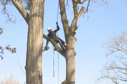 Démontage d'un chêne fortement dépérissant à Saint Julien l'Ars, Châtellerault, Arborea