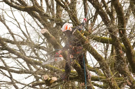 Elagage de grands chênes , Châtellerault, Arborea