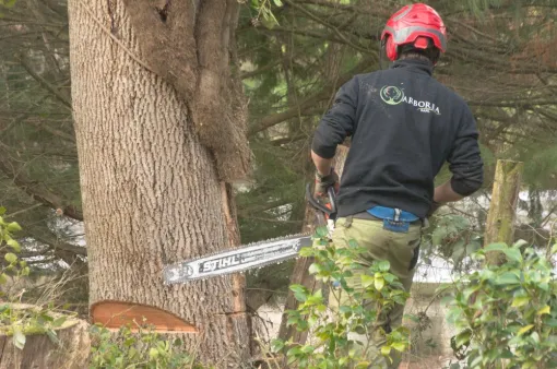 Abattage d'un frêne à Lathus Saint Remy, Châtellerault, Arborea