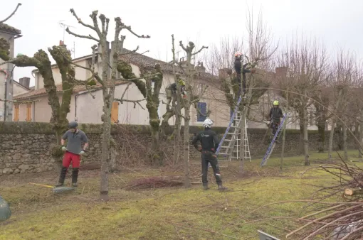 Taille de 70 Tilleuls à Montmorillon, Châtellerault, Arborea