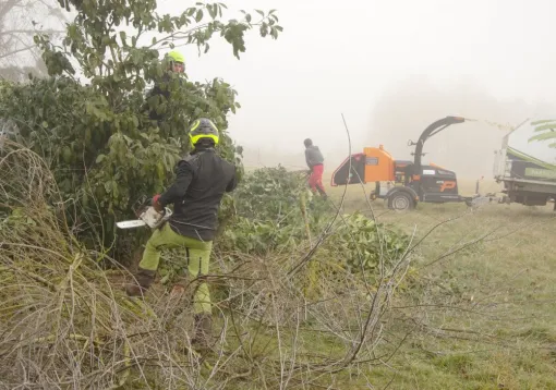 Réduction d'une haie de Laurier à Gencay, Châtellerault, Arborea