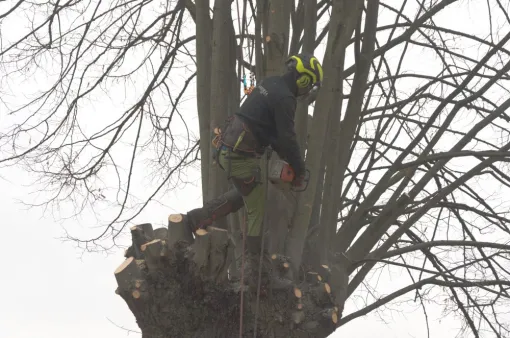 Taille de Tilleul à Ingrande, Châtellerault, Arborea