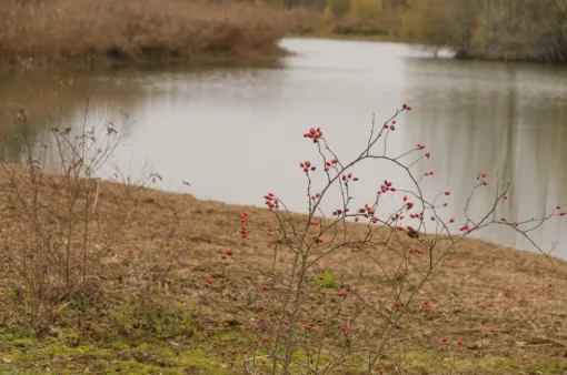 Fin des travaux à la réserve ornithologique de Saint Cyr, Châtellerault, Arborea
