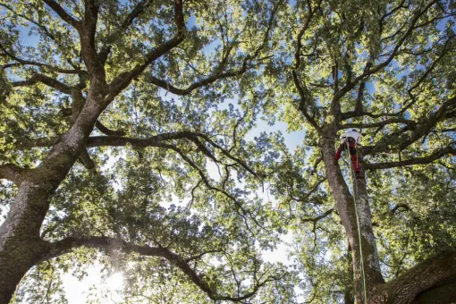 Toute l'équipe d'Arborea vous souhaite de bonnes fêtes de fin d'année, Châtellerault, Arborea