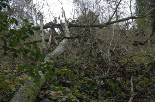 Nettoyage de terrain à Civaux, Châtellerault, Arborea