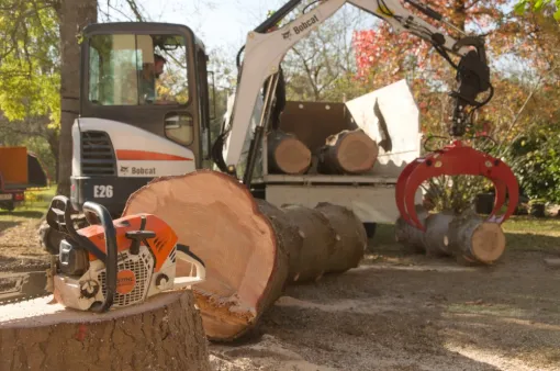 Démontage d'un Abies pinsapo, Châtellerault, Arborea