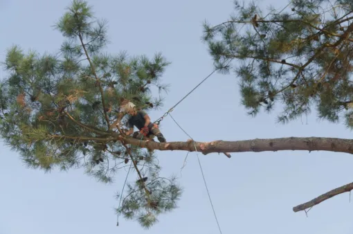 A bout de branche ..., Châtellerault, Arborea