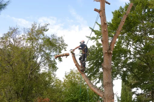 Démontage de pins morts, Châtellerault, Arborea