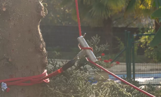 Elagage délicat, Châtellerault, Arborea