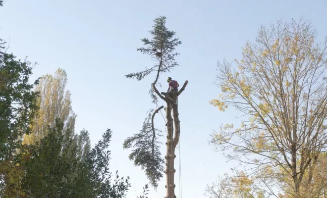 Elagage délicat, Châtellerault, Arborea