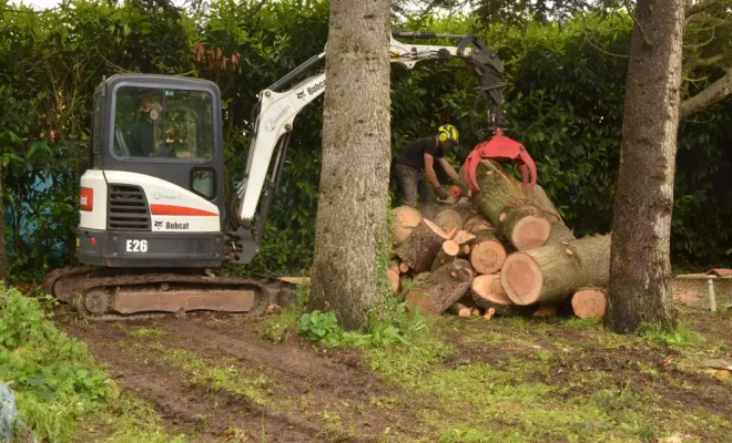 Abattage de Cèdre et Douglas à Poitiers, Châtellerault, Arborea