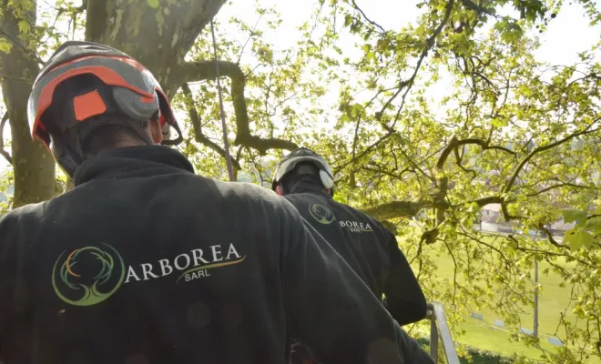 Elagage à Preuilly sur Claise, Châtellerault, Arborea