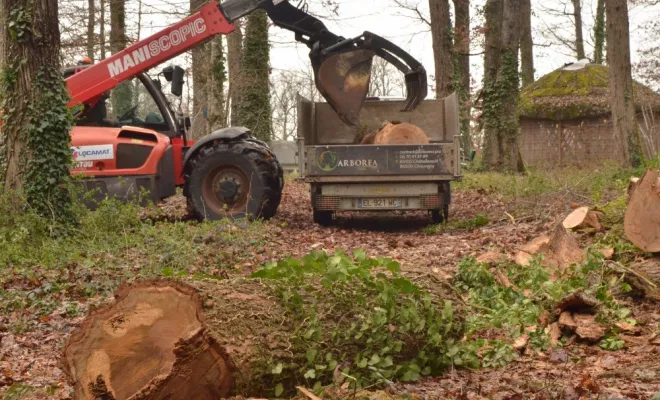 Abattage de grands chênes morts, Châtellerault, Arborea