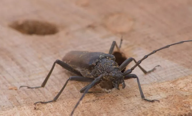 Le Grand Capricorne du chêne, Châtellerault, Arborea