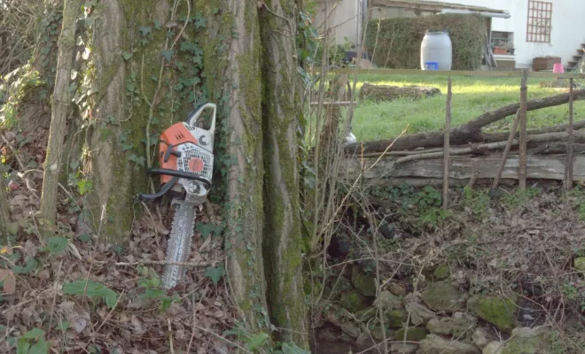 Abattage d'un grand peuplier sur la commune de Oyré, Châtellerault, Arborea