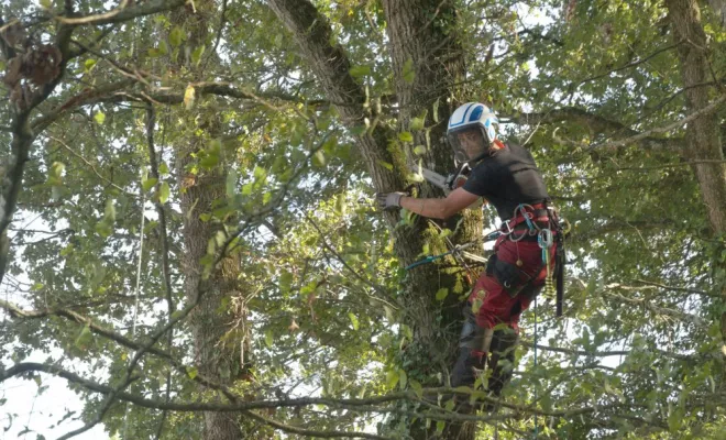Abattage par démontage de chênes à Saint Julien l'Ars, Châtellerault, Arborea