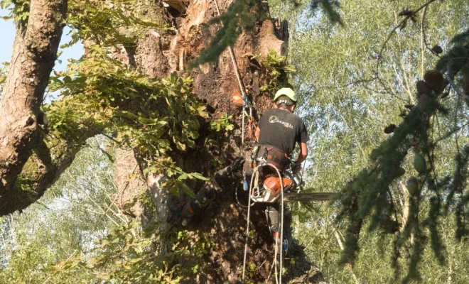 Abattage par démontage d'un Marronnier à Valdivienne, Châtellerault, Arborea