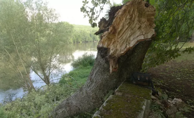 Intervention d'élagage d'urgence, Châtellerault, Arborea