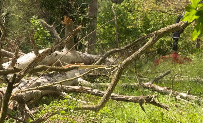 Evacuation d'un gros Pin Noir d'Autriche, Châtellerault, Arborea