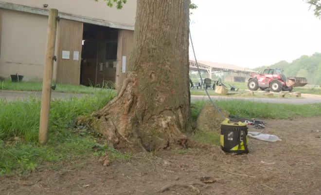 Abattage d'un chêne à proximité d'un bâtiment, Châtellerault, Arborea