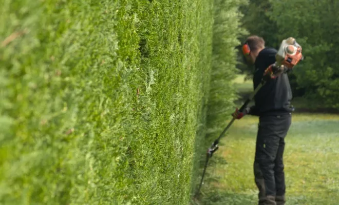 Taille de haie à Chauvigny 86300, Châtellerault, Arborea