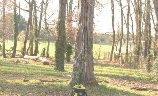 Démontage d'un chêne dépérissant à Saint Julien l'Ars 86800, Châtellerault, Arborea
