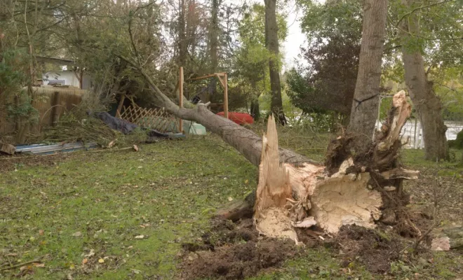 Tempête Ciaran, Châtellerault, Arborea