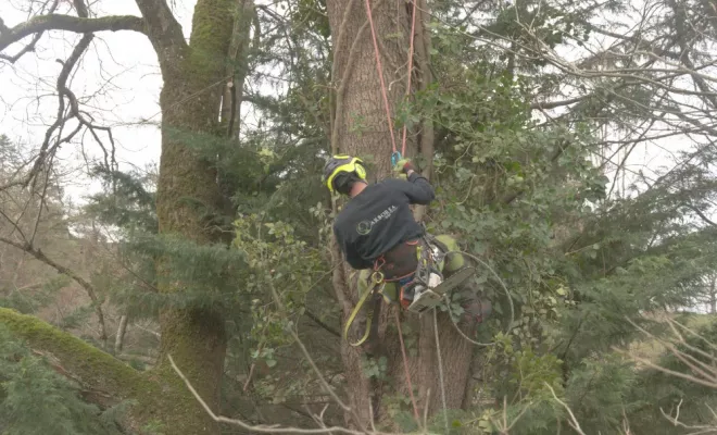 Abattage d'un Frêne à Lathus Saint Remy, Châtellerault, Arborea