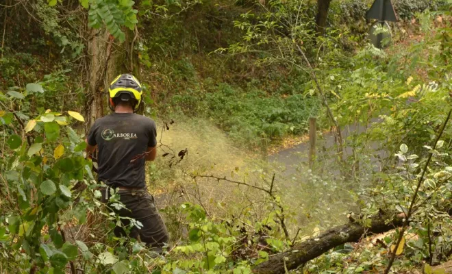 Abattage d'acacias à Preuilly sur Claise, Châtellerault, Arborea