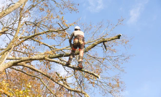 Ehoupage / Abattage de grands chênes, Châtellerault, Arborea