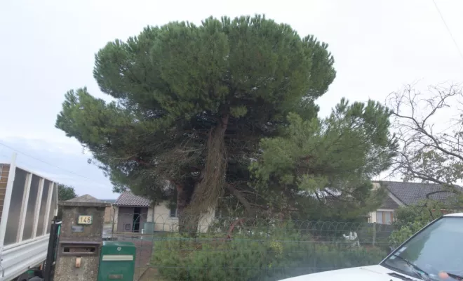 Taille sanitaire d'un pin parasol, Châtellerault, Arborea